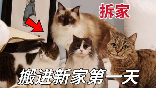 揭秘，你家宠物猫正在悄无声息地掏空你的钱包！